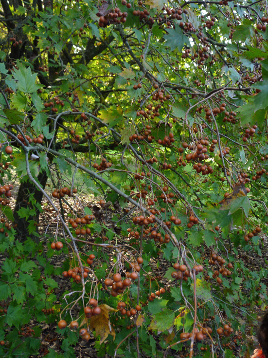oltre-il-giardino-forli-WWF-10 oltre-il-giardino-forli-WWF-10