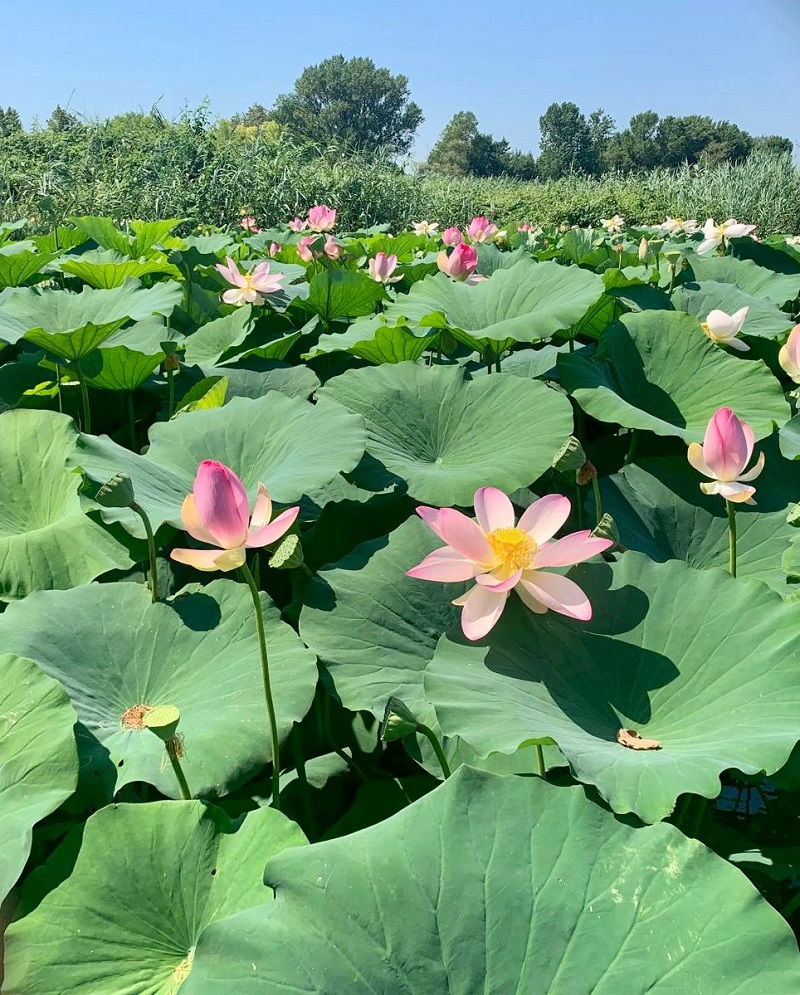 fiori di loto sul Mincio